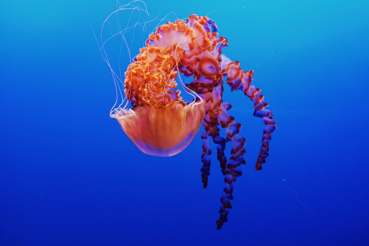 Коралловая медуза
