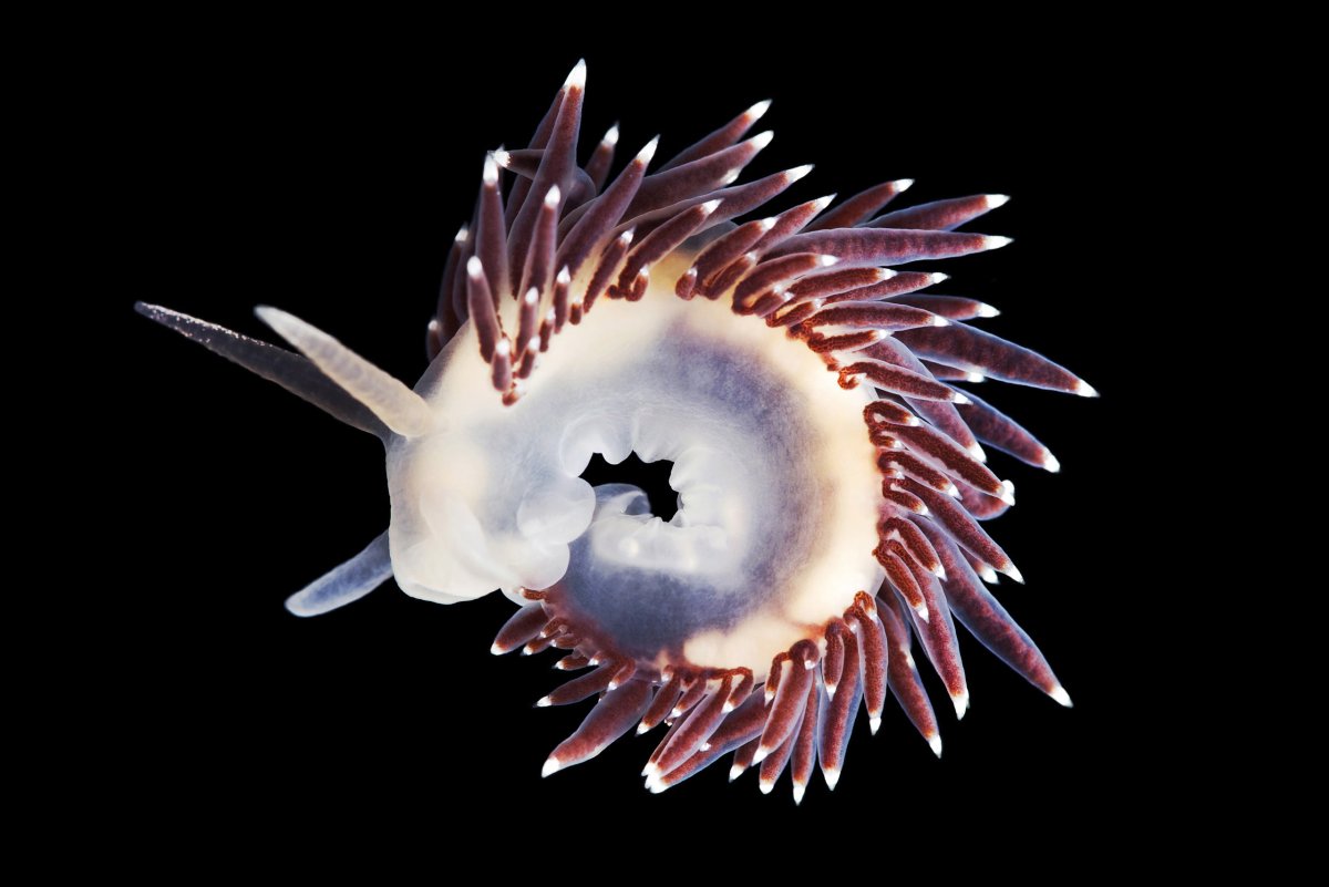 Coryphella verrucosa