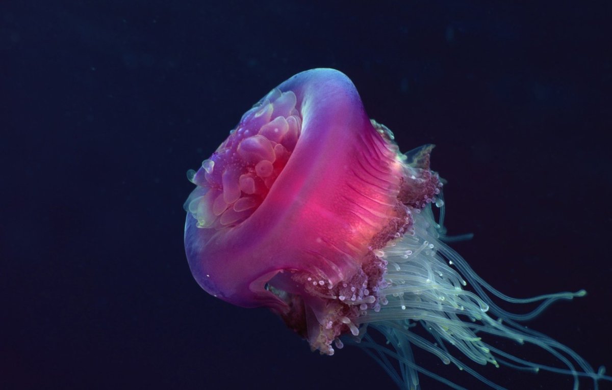 Scyphozoa Сцифоидные медузы