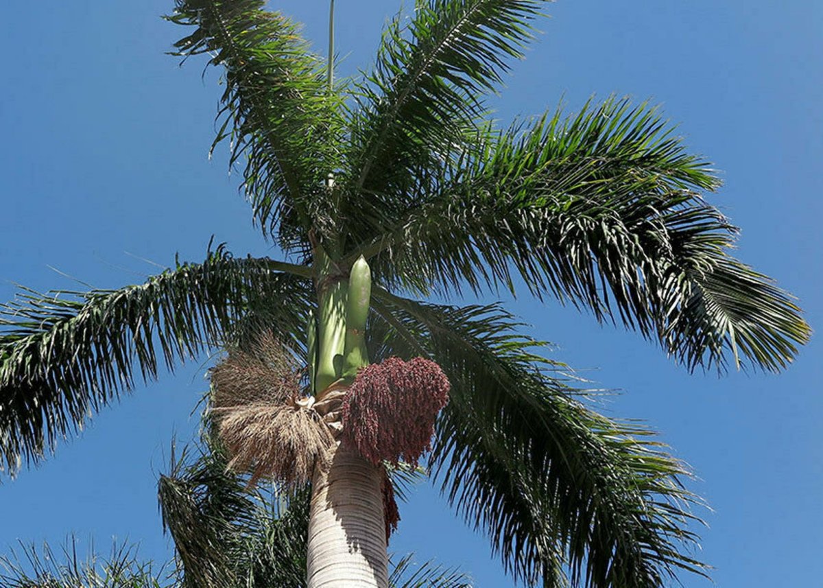 Comp.Palm Tree