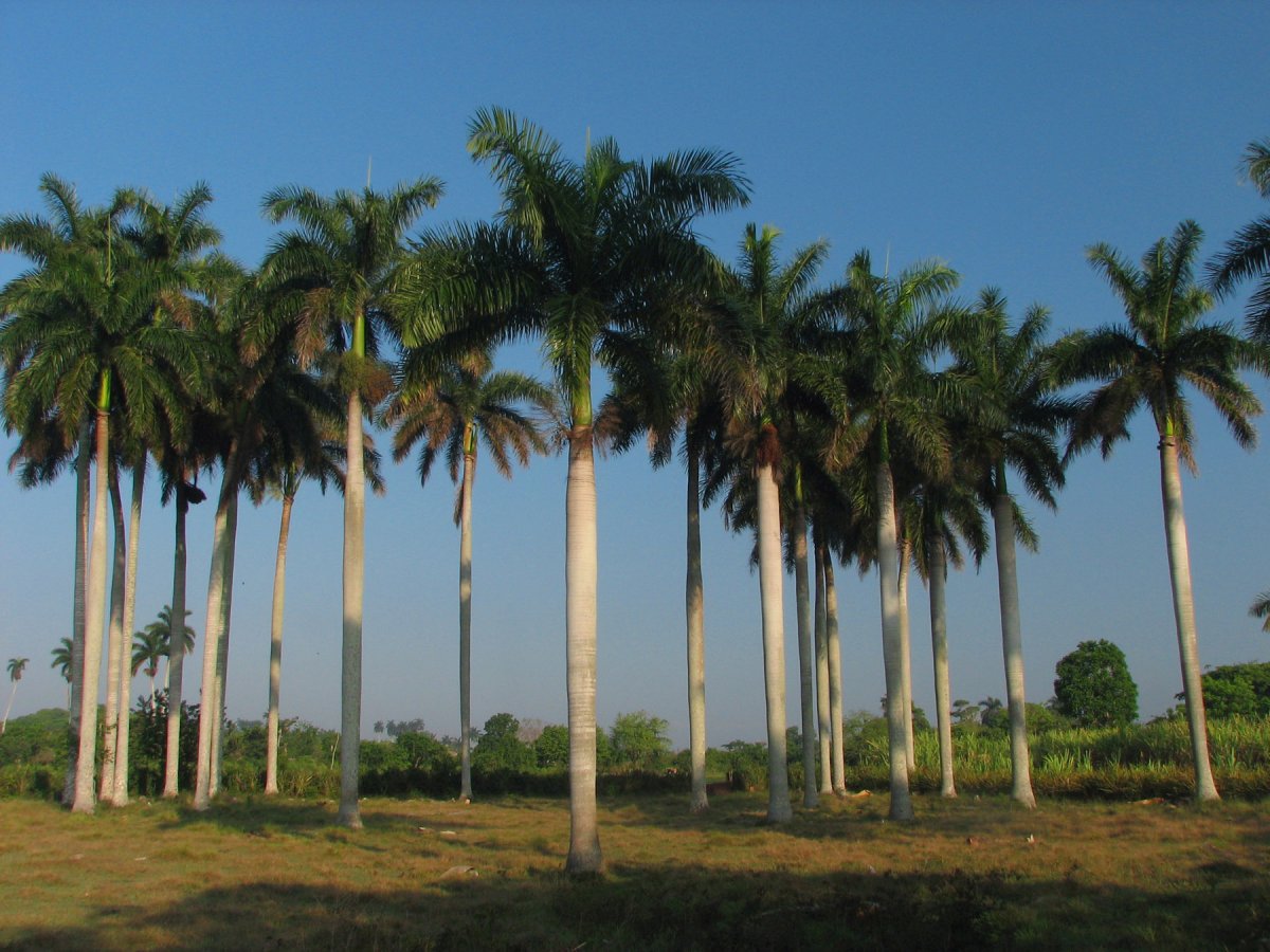 Palmeira Imperial