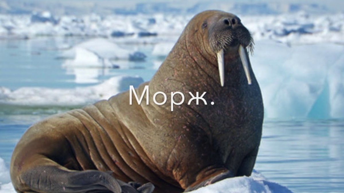 Северный морж