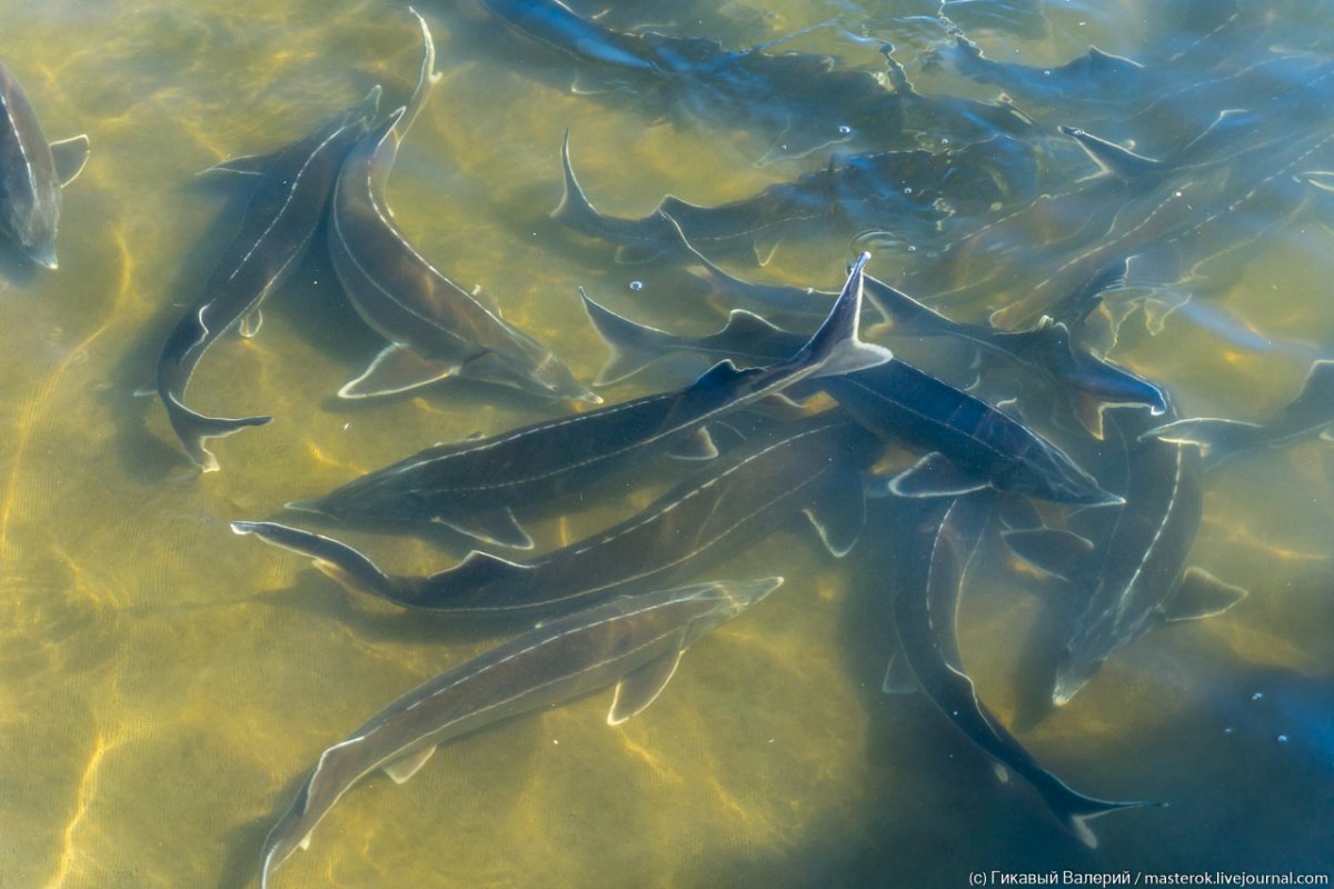 Рыбы каспийского моря фото и названия