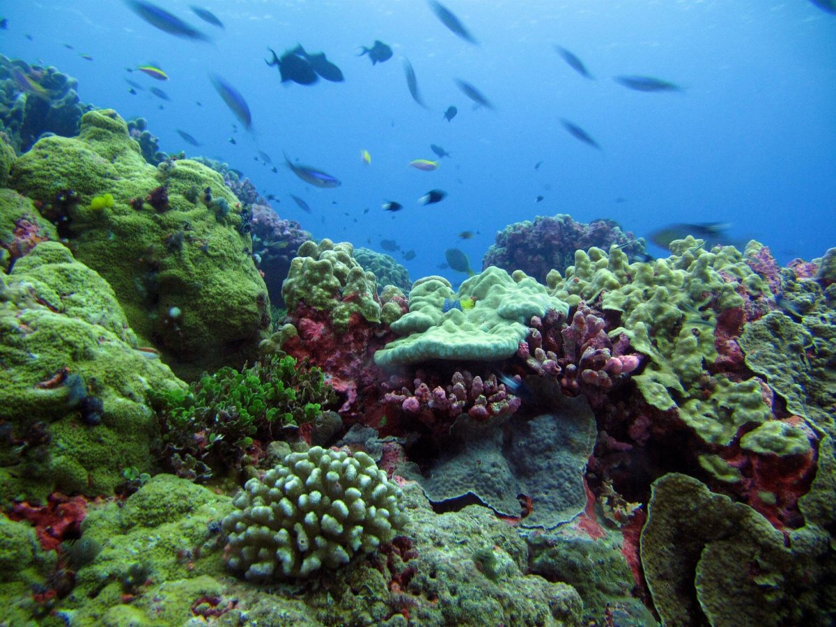 Растительный и животный мир тихого океана