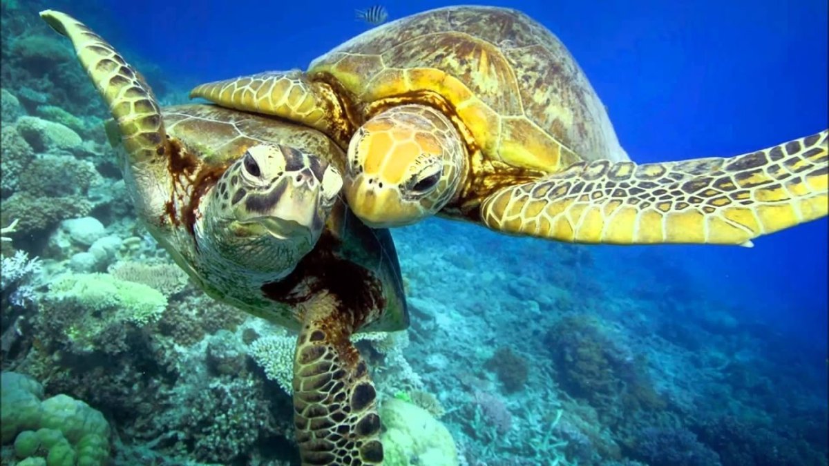 Морские животные