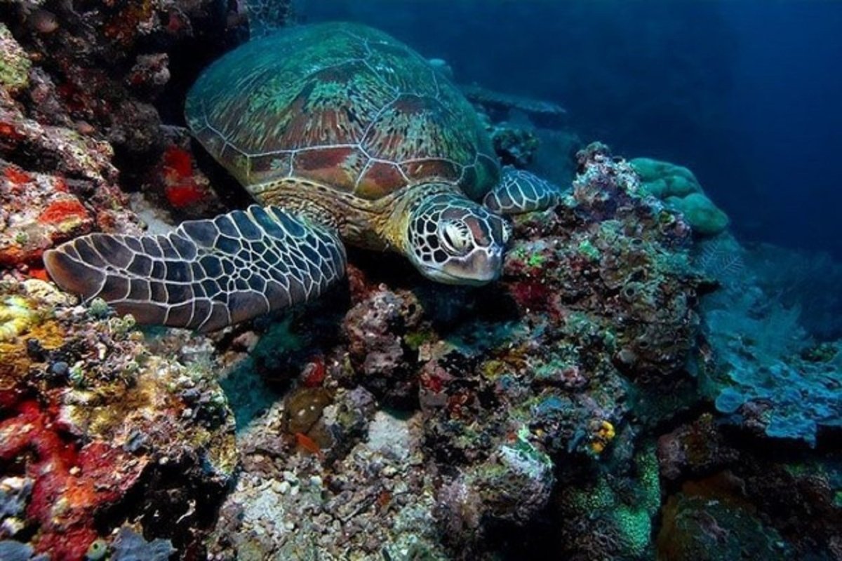 Дальневосточный морской заповедник черепаха