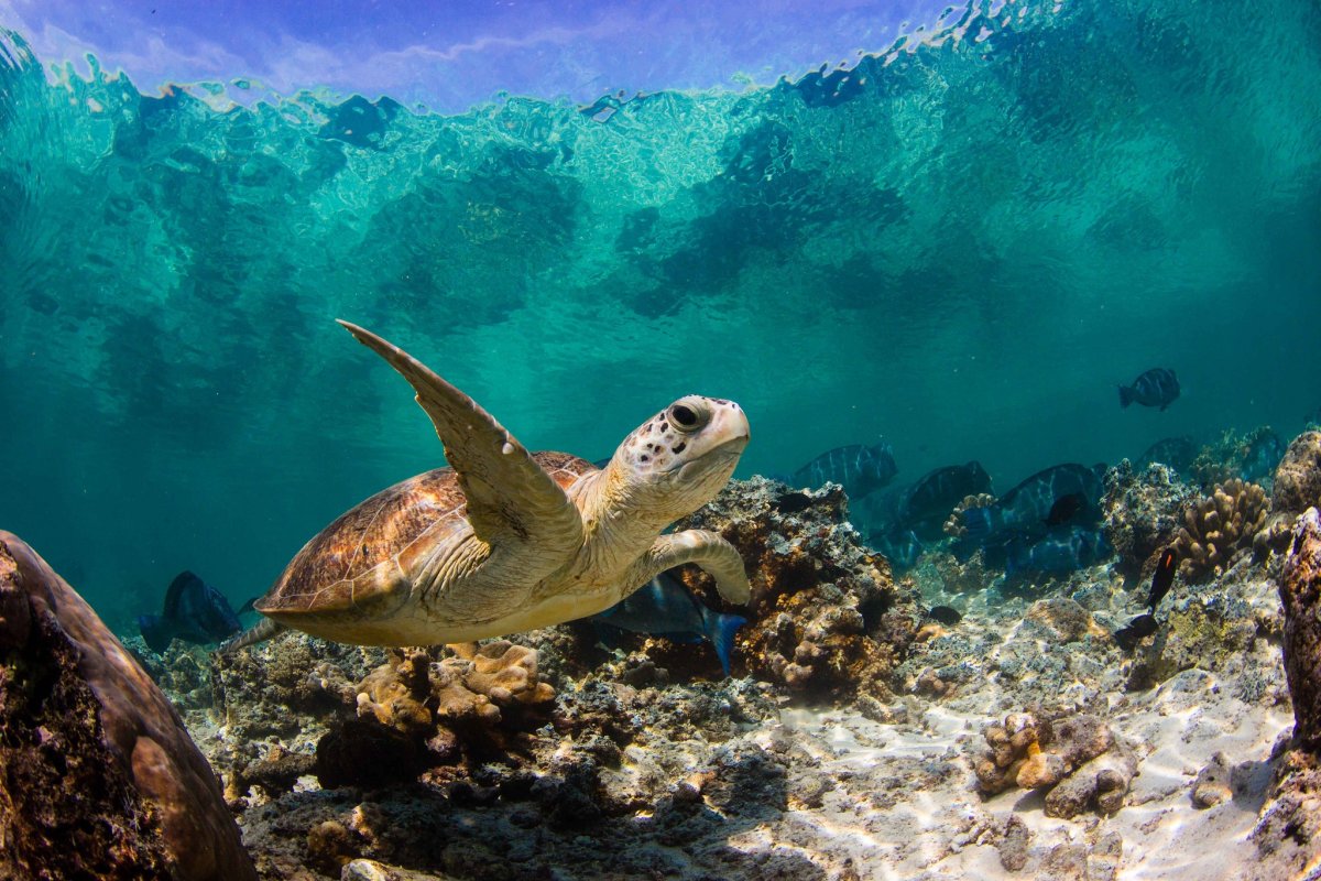 Скорпена рыба красное море