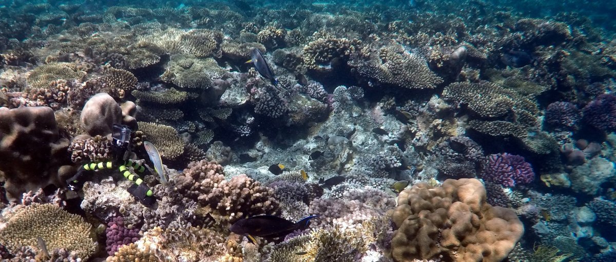 Подводный растительный мир Эгейского моря