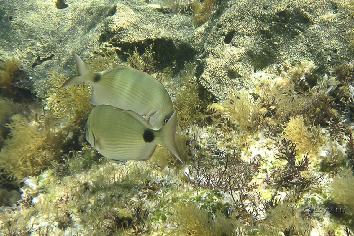 Рыбы Эгейского моря Турция
