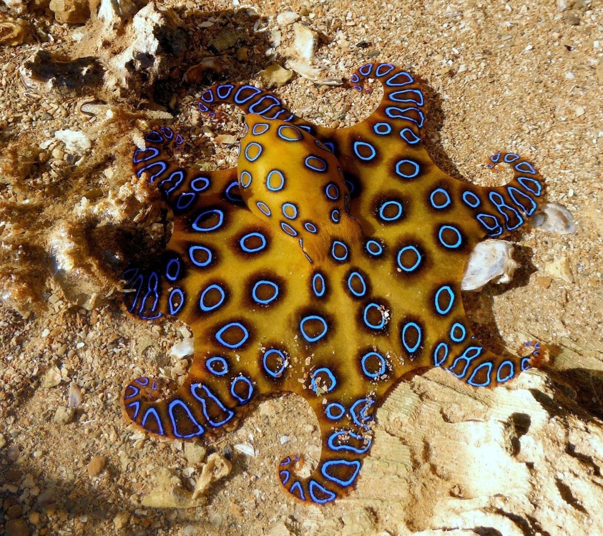 Рыбы Средиземного моря телевизия