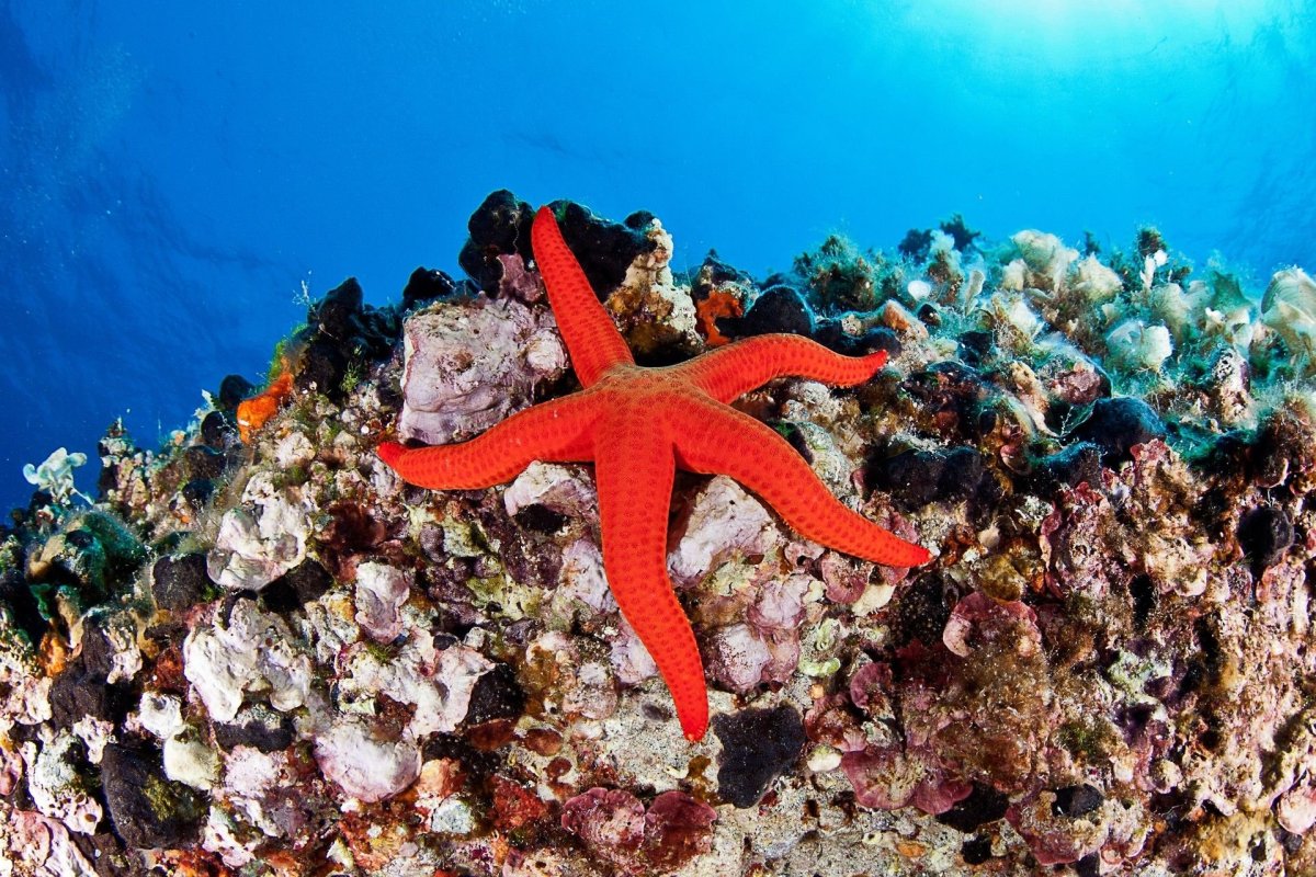 Подводный мир Эгейское море