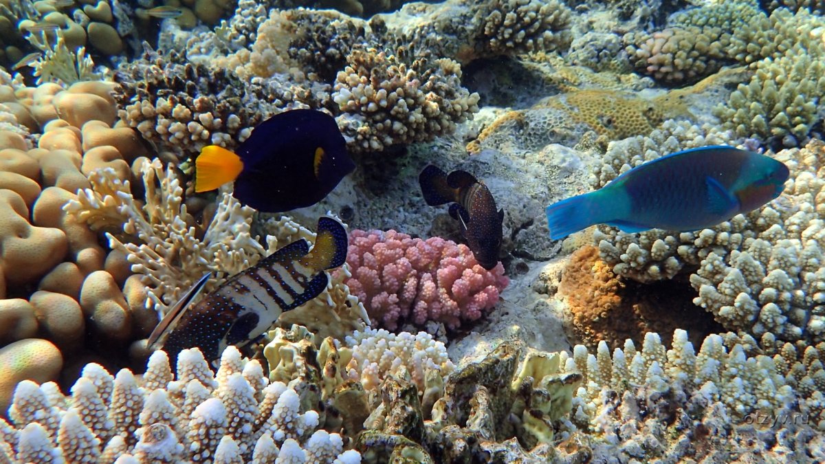 Мурена в Красном море