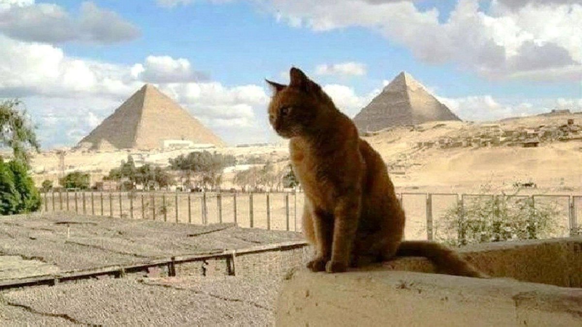 Кот Египет