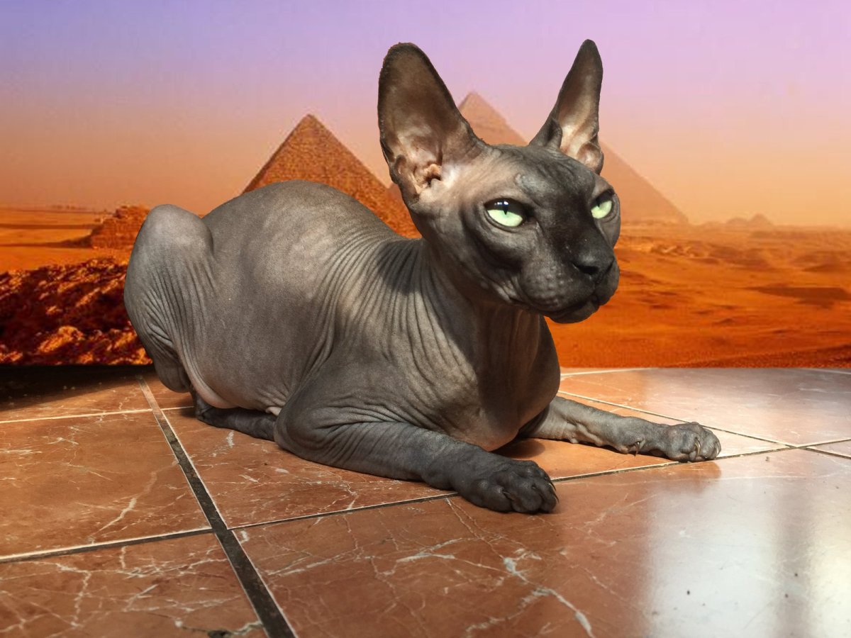 Кот фараон