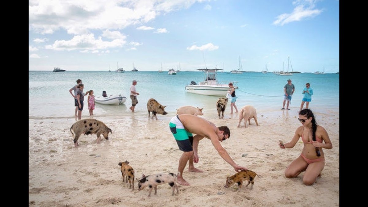свиньи на пляже багамы