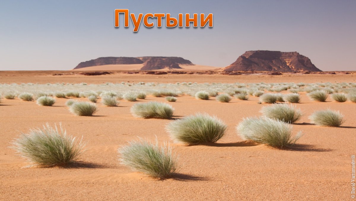 Оазис с пальмами