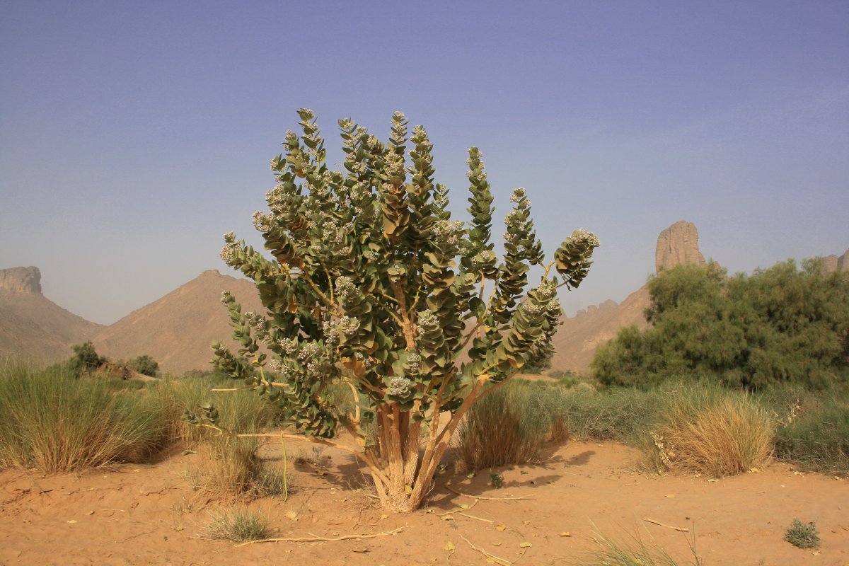 Matthiola longipetala
