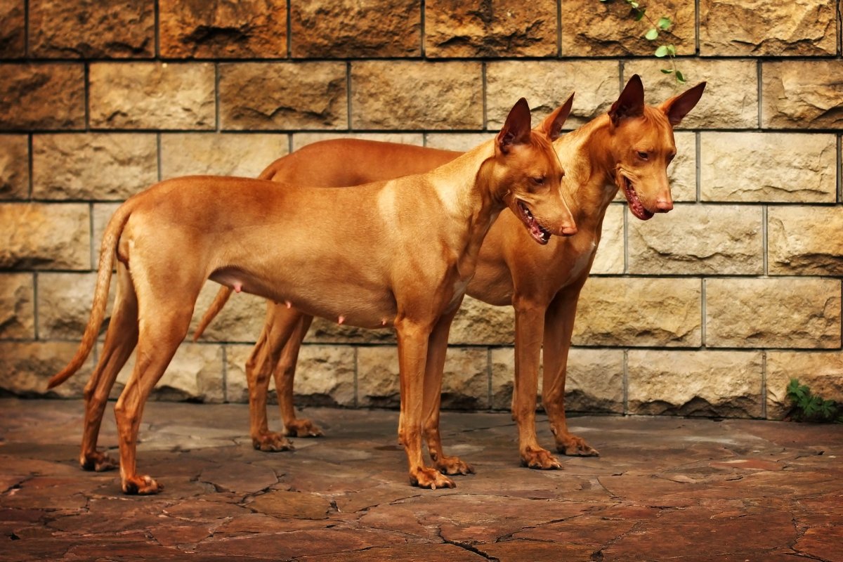 Собаки древнего египта