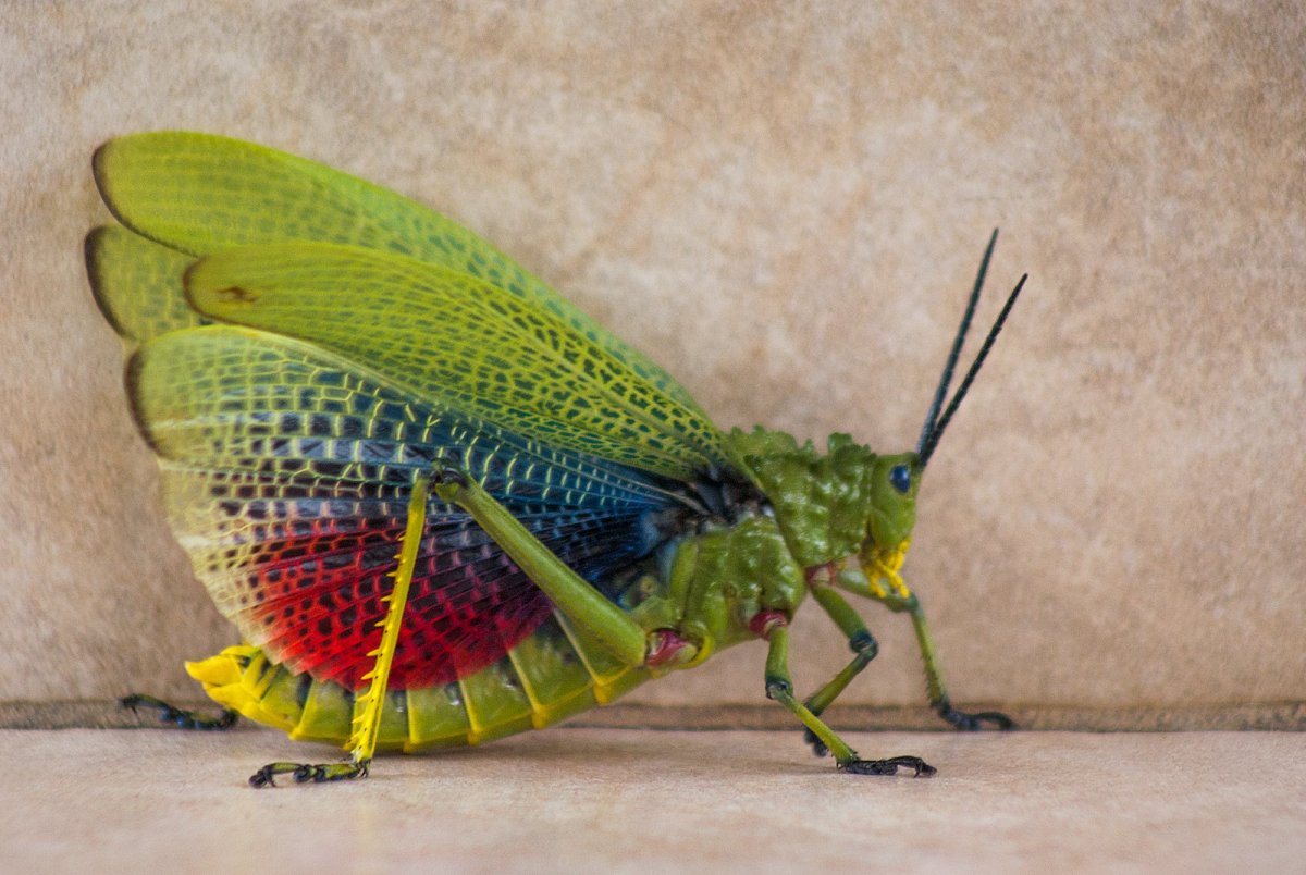 Саранча насекомое. Саранча кобылка. Радужный кузнечик Dactylotum bicolor. Саранча гигантская.