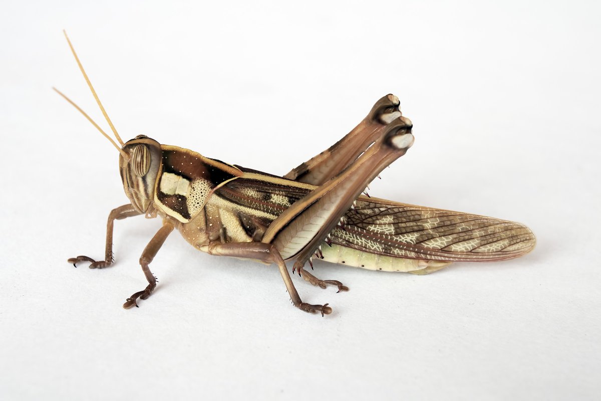 Саранчовыми (Acridoidea