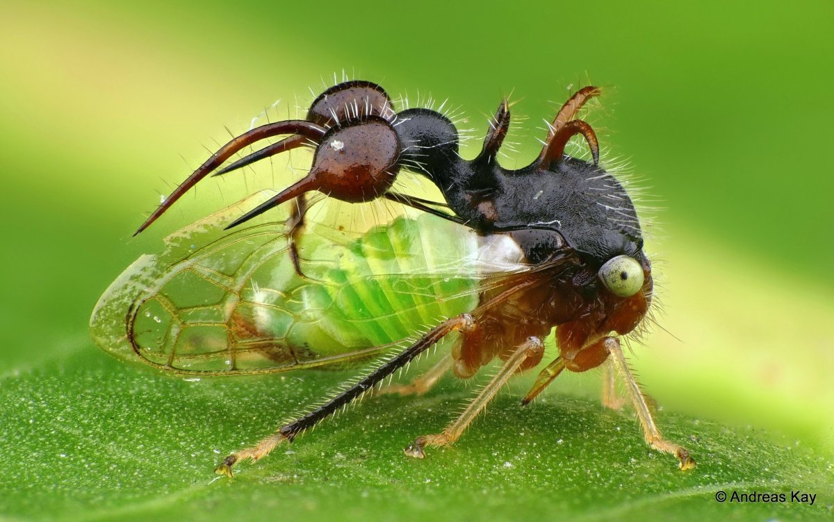 Горбатка вида Cyphonia clavata