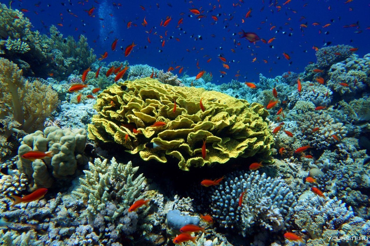 Кораллы красного моря египет