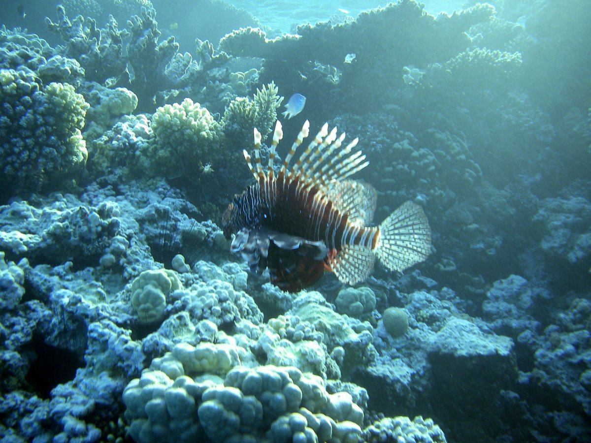 Рыбки красного моря в Хургаде