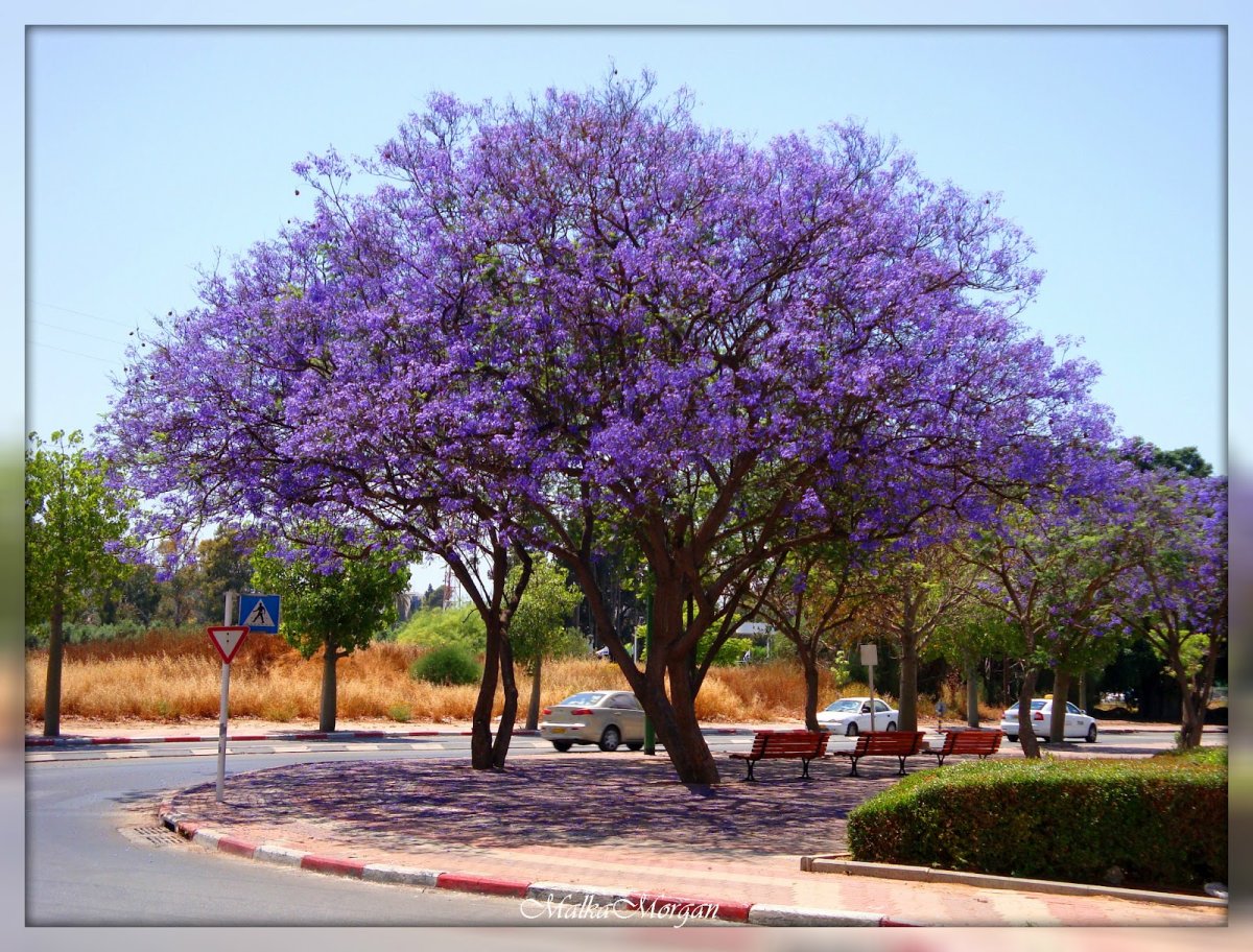 Цветущие деревья израиля