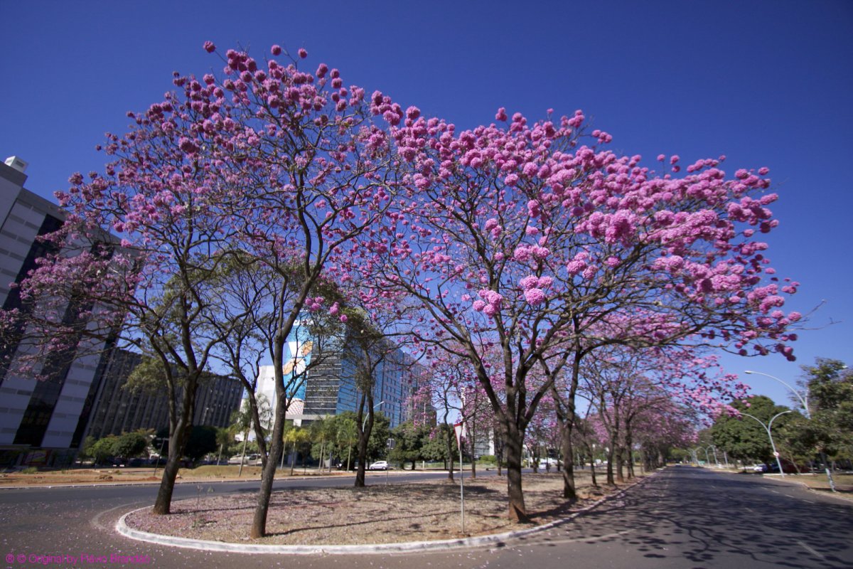 Розовое Дерево В Израиле