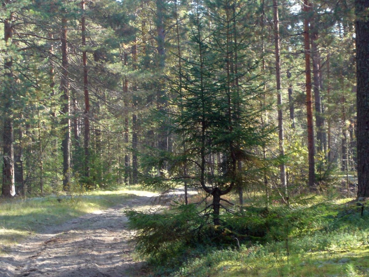 лесной курорт краснобаковский район