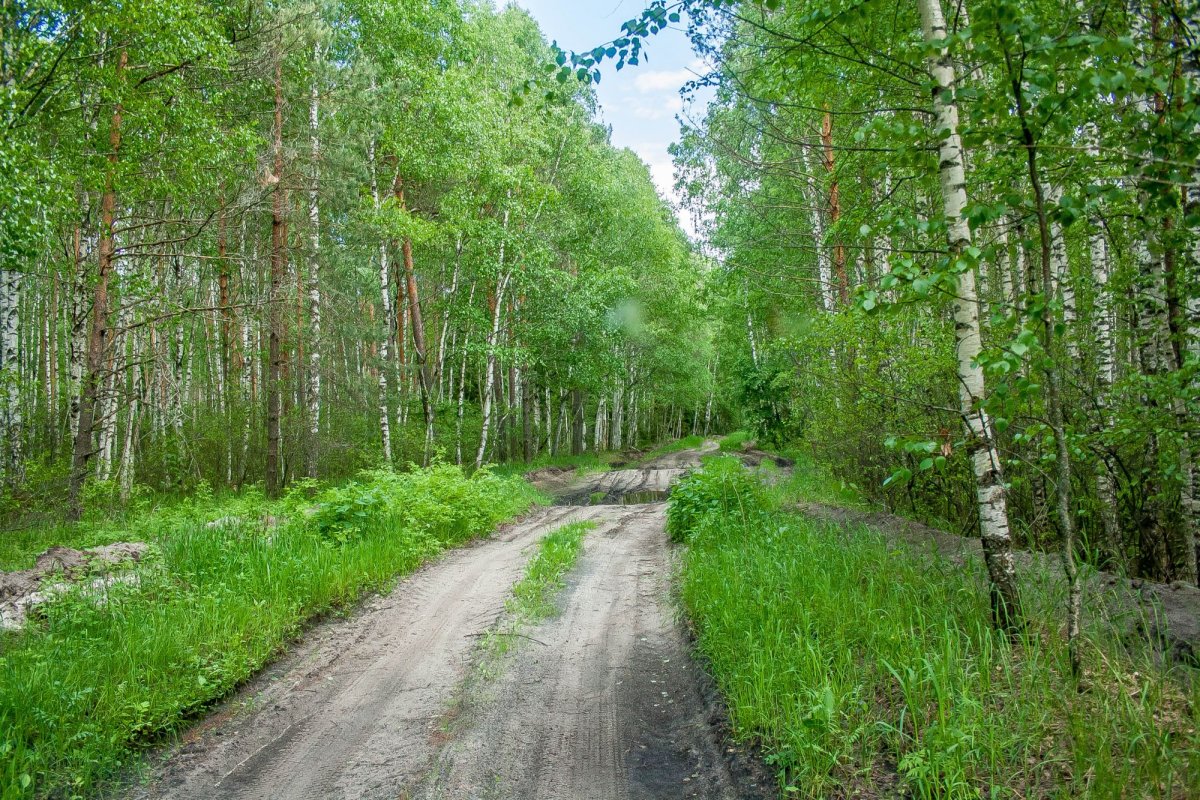 лесной курорт краснобаковский район