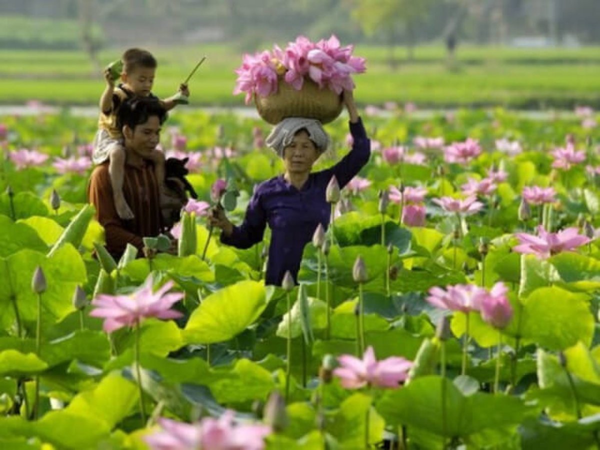 растения во вьетнаме