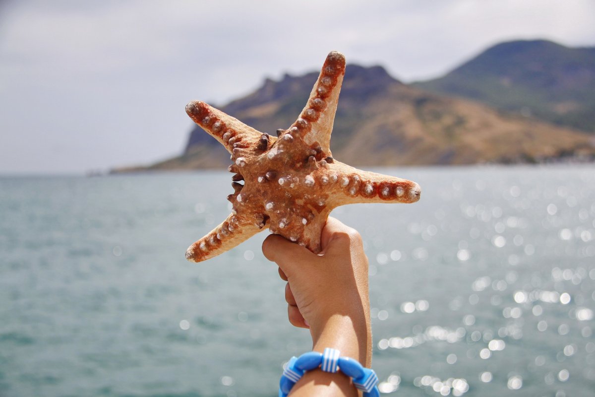 Морская звезда в руках фото