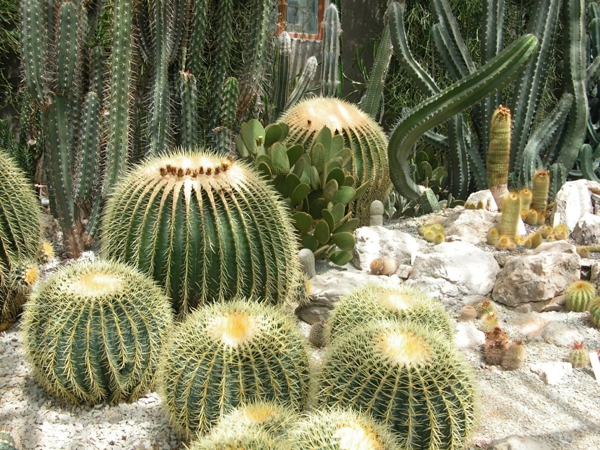 Виды кактусов в мексике
