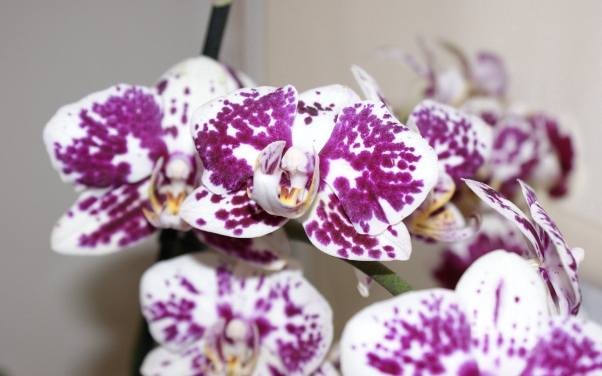 Орхидея тунис