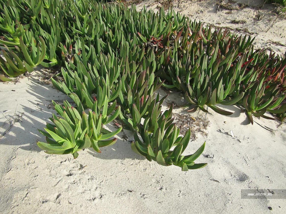 Растения туниса