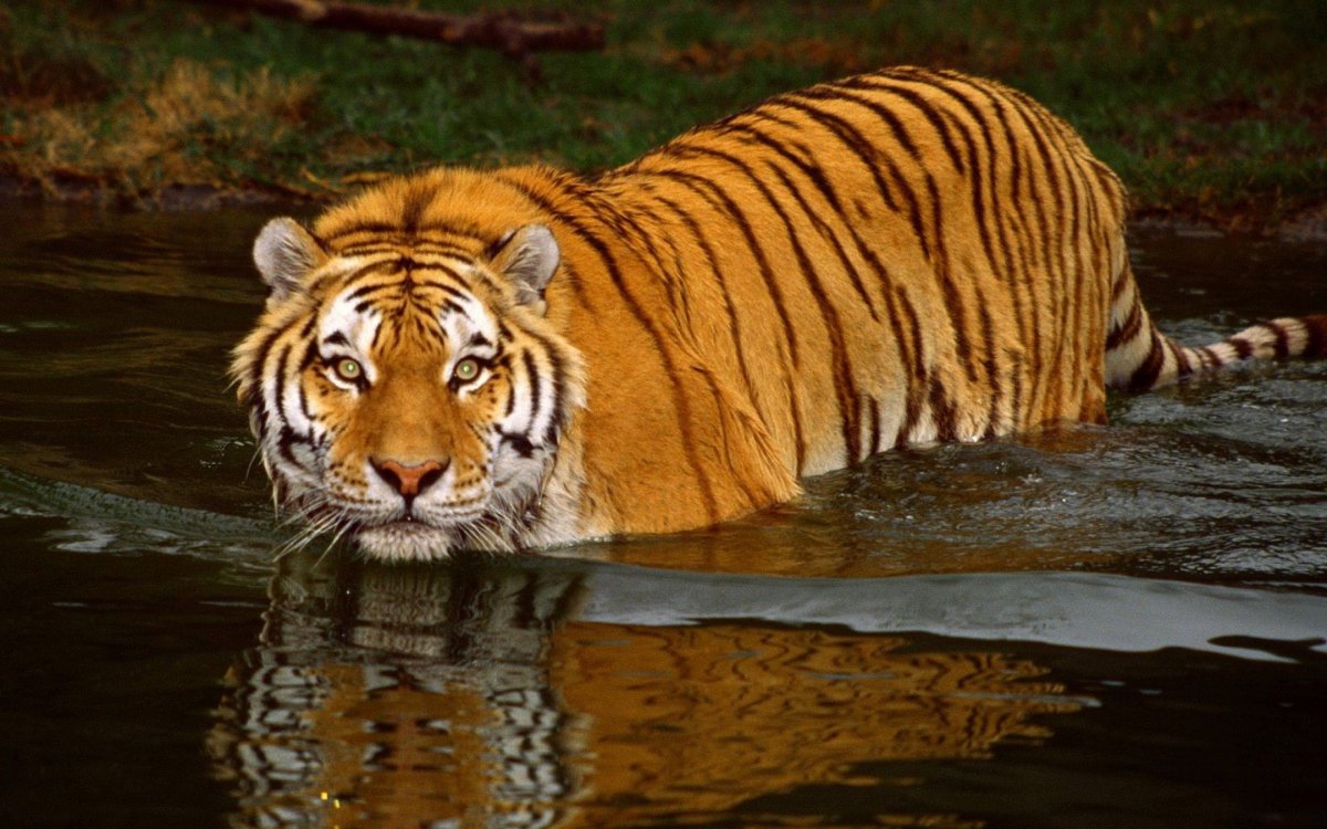 Шри ланка тигры