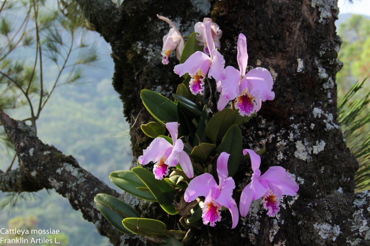 Орхидеи Cattleya mossiae