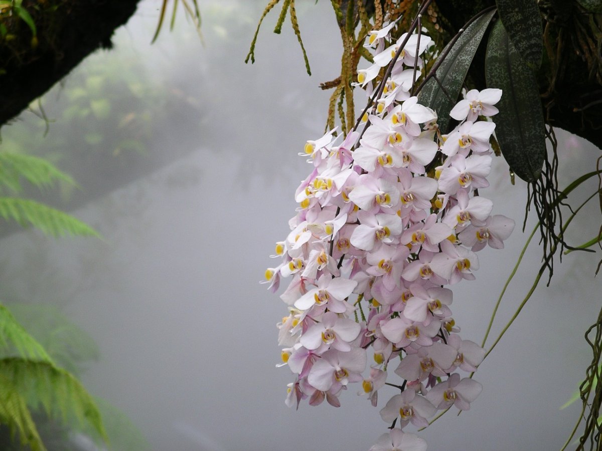 Фаленопсис Сандера Phalaenopsis