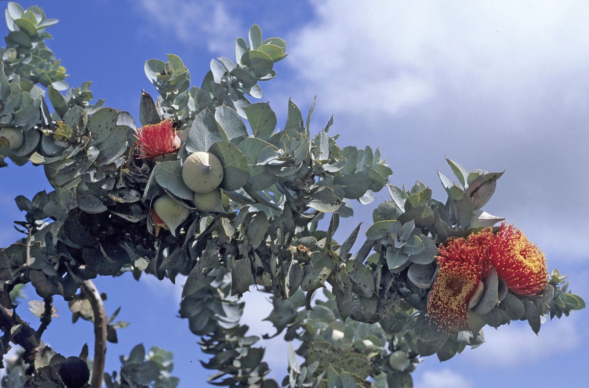 Эвкалипт macrocarpa
