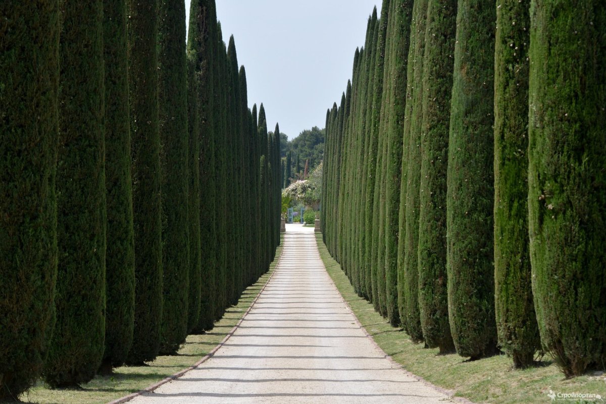 Кипарис вечнозеленый (Cupressus sempervirens)