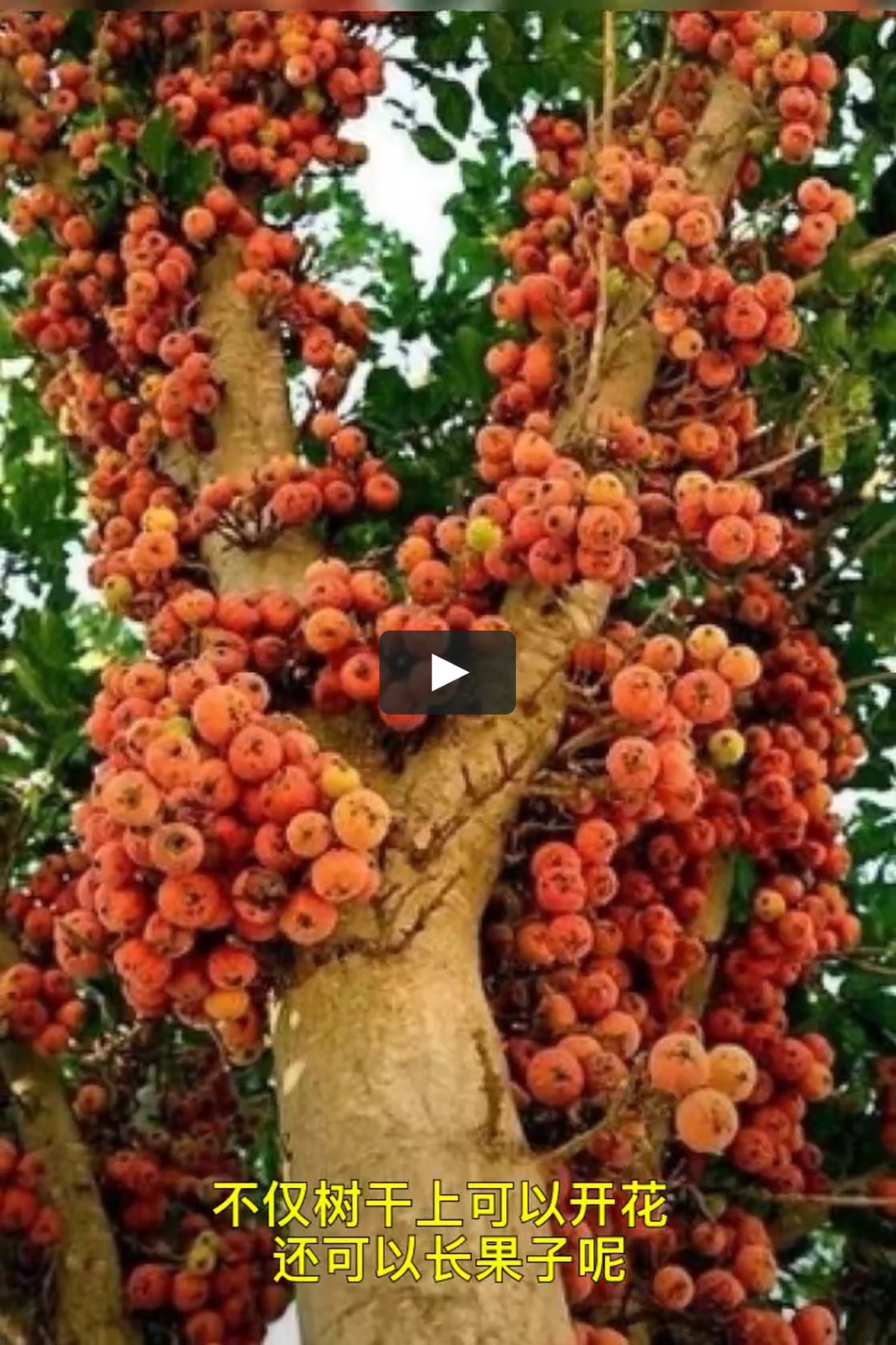 Ficus sycomorus фикус сикомора