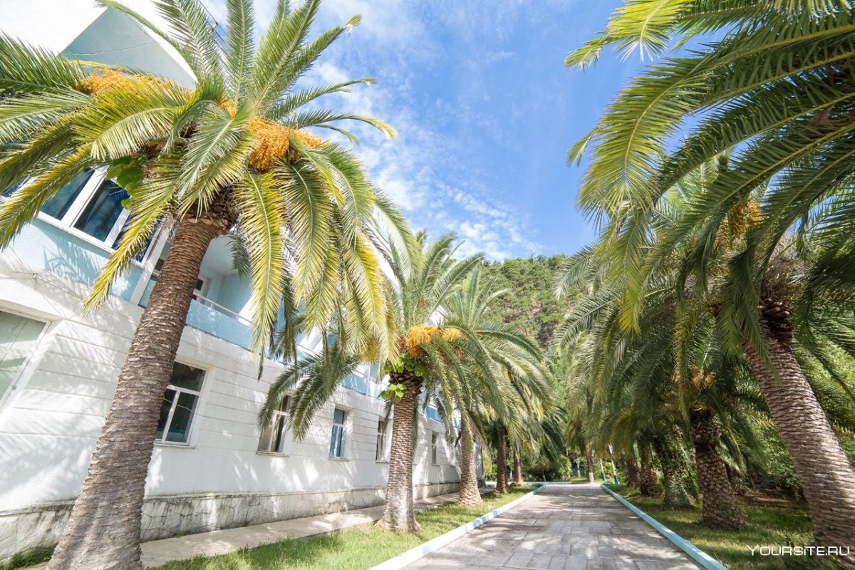 Абхазия пальмы