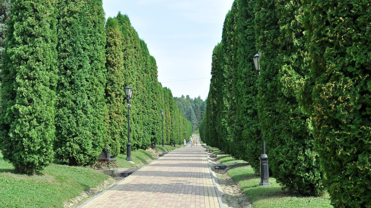 Кипарис дерево Абхазия