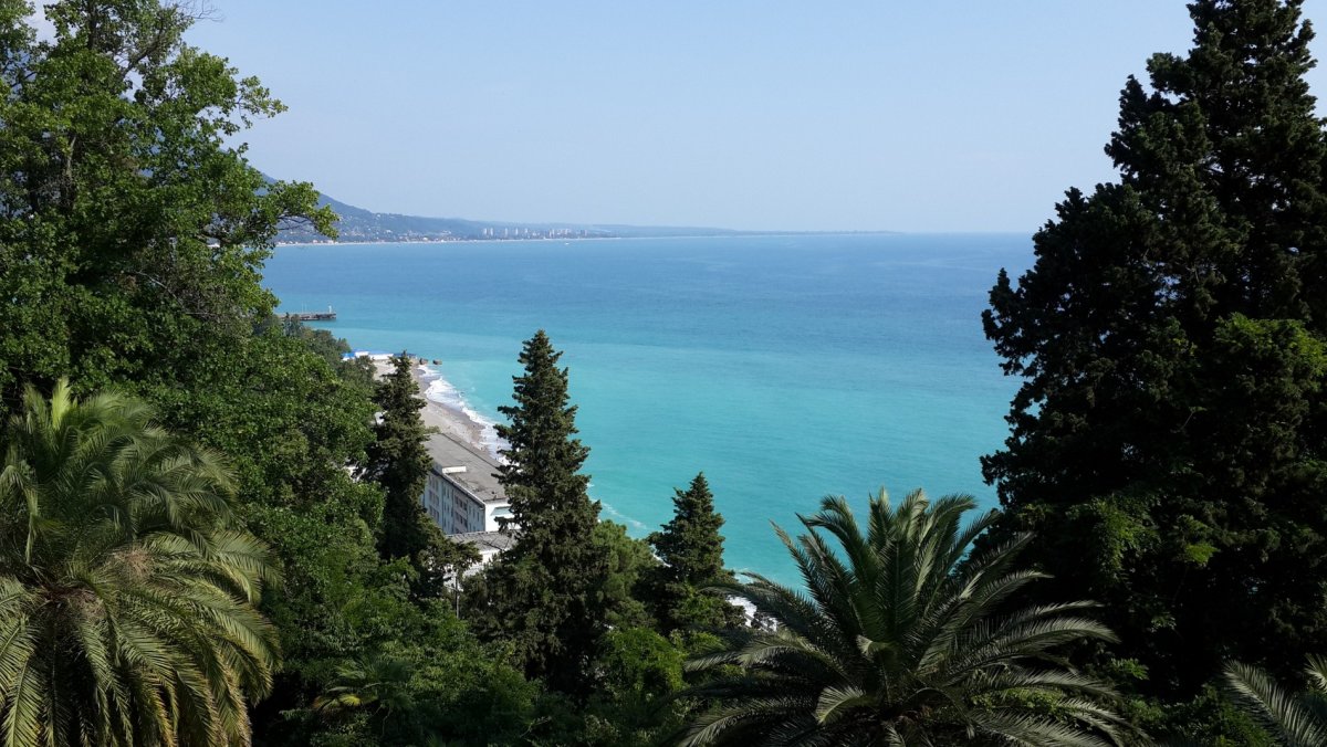 Кипарис Крымский пирамидальный