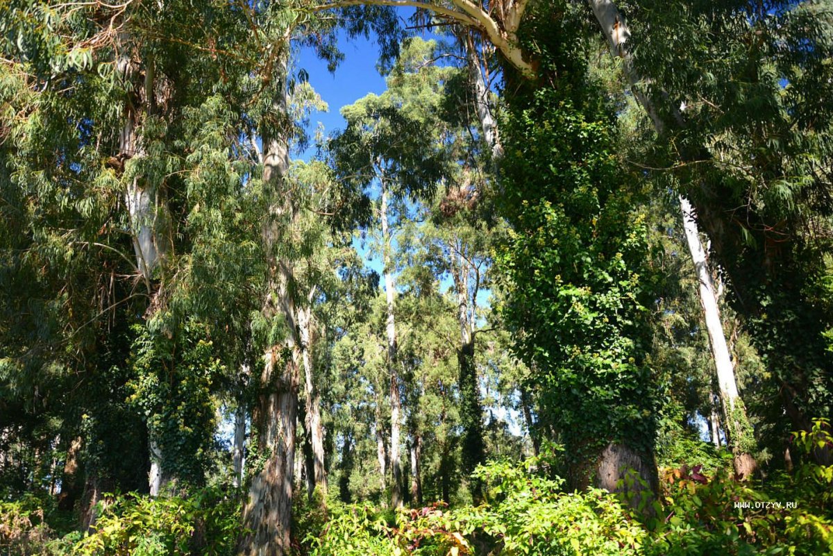 Eucalyptus gunnii дерево