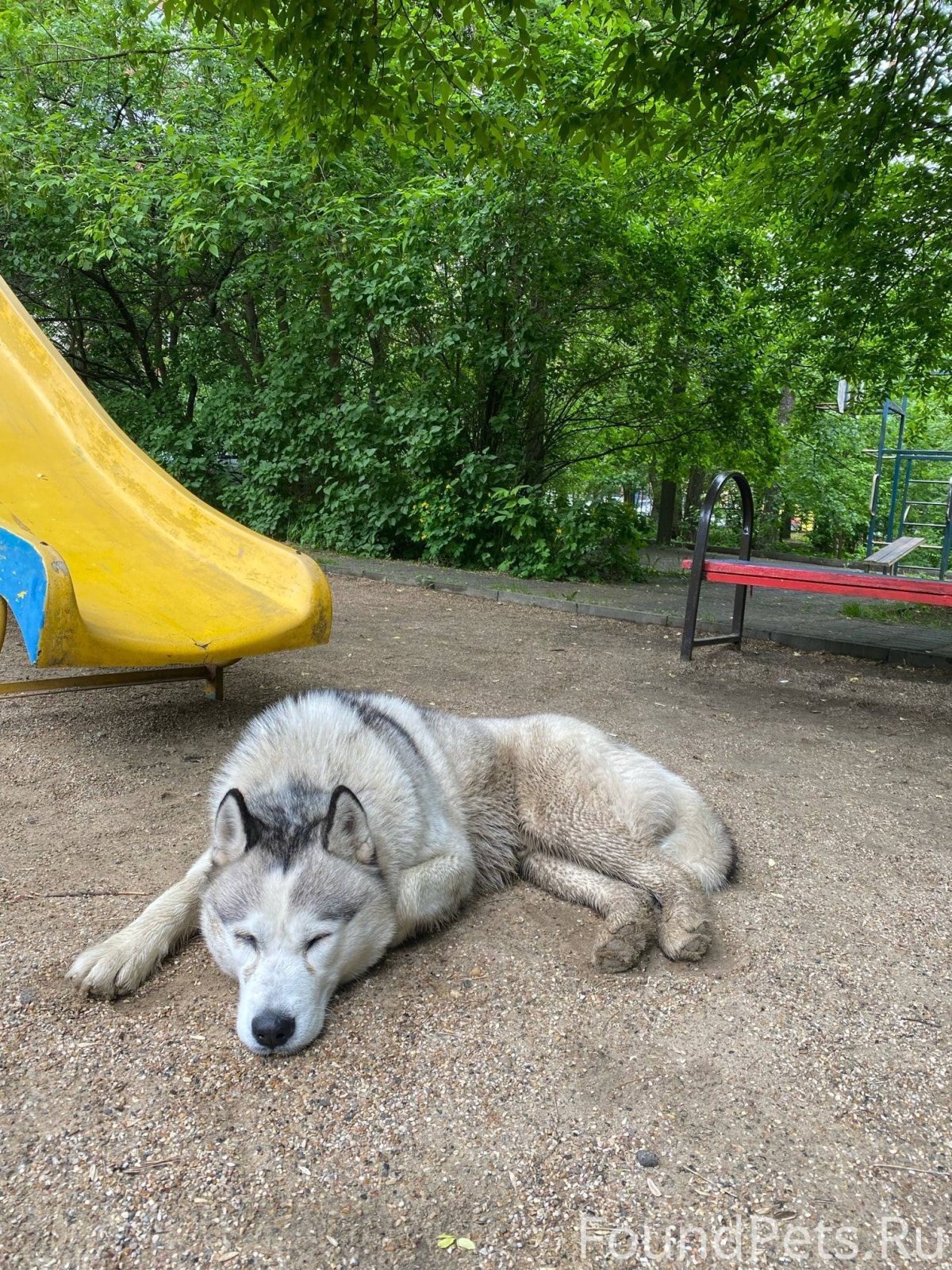 Абхазец собака фото