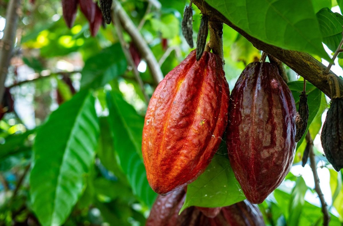 Шоколадное дерево (Theobroma Cacao)