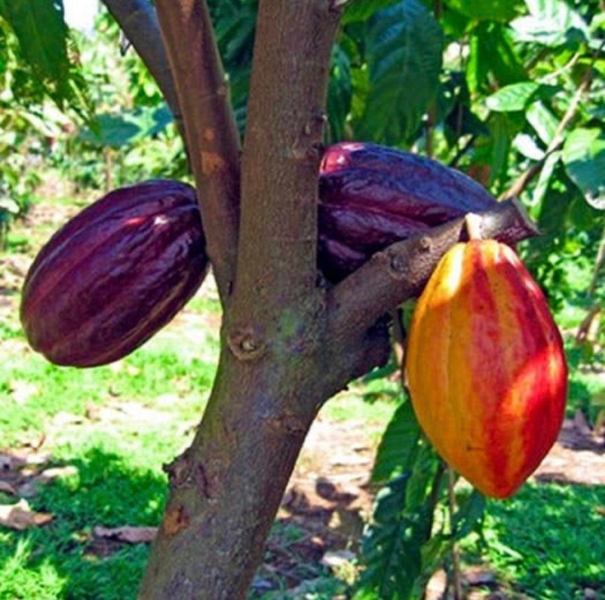 Theobroma Cacao дерево