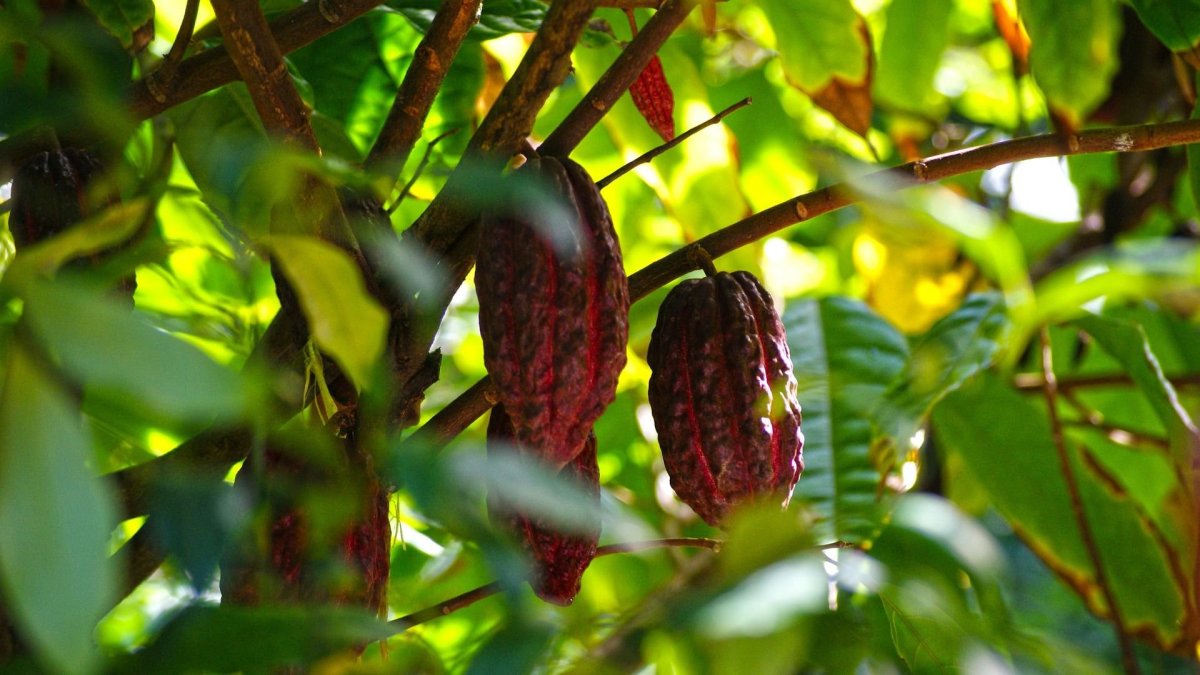 Theobroma subincanum